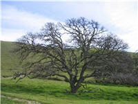 Winter tree
